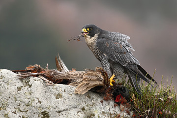 Bird of prey Peregrine Falcon (Falco peregrinus) with kill Common Pheasant on stone