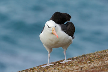 Black-browed albratros, Thalassarche melanophris, beautiful sea bird sitting on the cliff, dark blue water in the background, Falkland Island