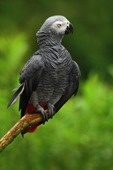 African Grey Parrot, Psittacus erithacus, sitting on the branch, Africa