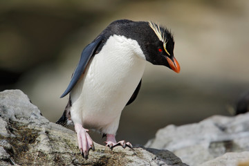 Naklejka premium Rockhopper penguin, Eudyptes chrysocome, in the rock nature habitat, black and white sea bird, Sea Lion Island, Falkland Islands
