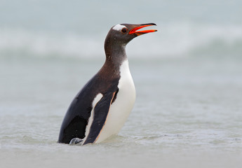 Gentoo penguin jumps out of the blue water while swimming through the ocean in Antarctica