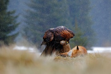 Golden Eagle, feeding on kill Red Fox, tail in the bill, in the forest during the rain