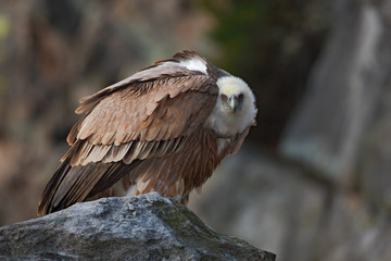 Griffon Vulture, Gyps fulvus, Big birds of prey sitting on the stone, rock mountain, France