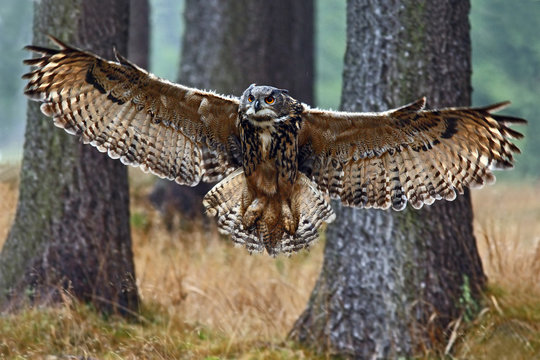 Flying Eurasian Eagle Owl with open wings in forest habitat with trees, wide angle lens photo