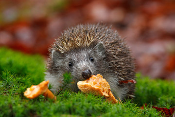 Cute European Hedgehog, Erinaceus europaeus, eating orange mushroom in the green moss - obrazy, fototapety, plakaty