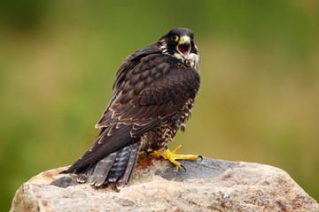Peregrine Falcon, Falco peregrinus, bird of prey sitting on the stone with green forest background, nature habitat, France