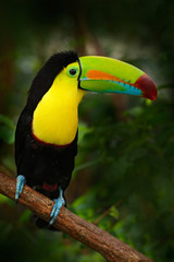 Bird with big bill Keel-billed Toucan, Ramphastos sulfuratus, sitting on the branch in the forest, Mexico