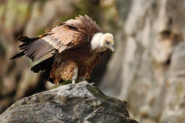 Griffon Vulture, Gyps fulvus, big birds of prey sitting on the stone, rock mountain, nature habitat, Spain