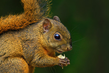Variegated Squirrel, Sciurus variegatoides, with food, head detail portrait, Costa Rica
