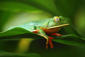 Golden-eyed leaf frog, Cruziohyla calcarifer, Green frog on the leave, Costa Rica