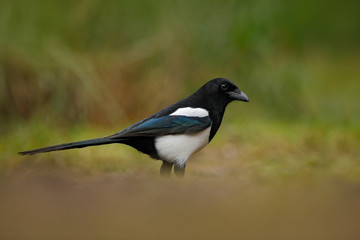 European Magpie or Common Magpie, Pica pica, black and white bird with long tail, in the nature habitat, clear background, Germany
