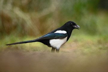 European Magpie or Common Magpie, Pica pica, black and white bird with long tail, in the nature habitat, clear background, Germany