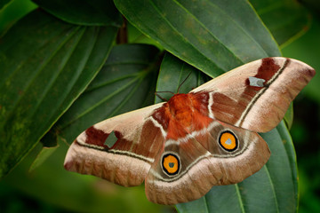 Naklejka premium Beautiful big butterfly Gonimbrasia belina is a species of moth found in much of Southern Africa, whose large edible caterpillar, the mopani or mopane worm.