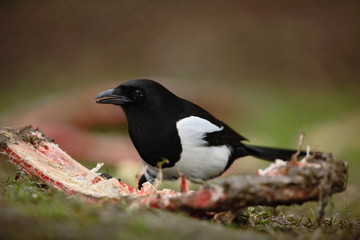 European Magpie or Common Magpie, Pica pica, black and white bird with long tail, in the nature habitat, feeding bloody rib, Germany