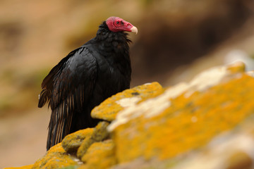 Ugly black bird Turkey vulture, Cathartes aura, sittin on yellow moss stone, Falkland Isllands