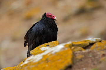 Ugly black bird Turkey vulture, Cathartes aura, sittin on yellow moss stone, Falkland Isllands