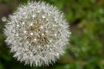 Dandelion with Water Drops