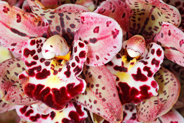 White, rose, red orchid bouquet close up © ondrejprosicky