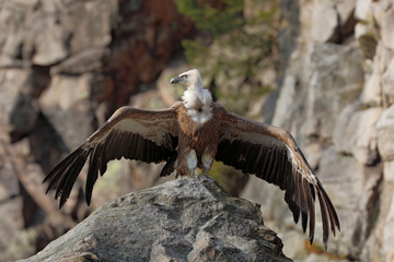 Fototapeta premium Griffon Vulture, Gyps fulvus, sitting on the stone with spread wings, rock mountain, Spain