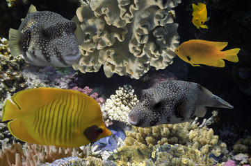 Masked Butterfly Fish and coral reef