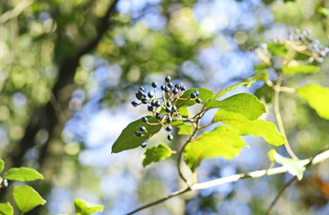 Hojas y bayas en un parque natural, Barcelona