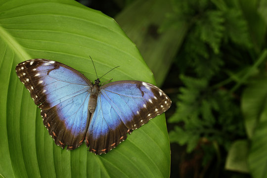 Beautiful blue butterfly Blue Morpho, Morpho peleides, sitting on green leaves, Costa Rica
