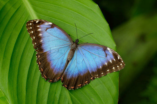 Big Butterfly Blue Morpho, Morpho peleides, sitting on green leaves, Costa Rica