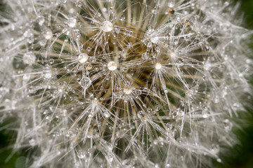 Dandelion with Water Drops