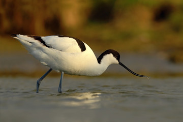 Black and white wader bird Pied Avocet, Recurvirostra avosetta, in water, Texel, Holland