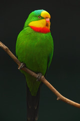 Fototapeta na wymiar Superb Parrot, Polytelis swainsonii, green parrot with red and yellow head, Australia