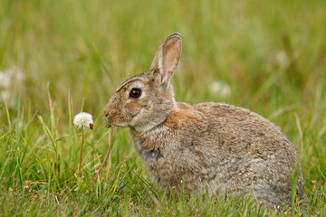 Naklejka na ściany i meble Cute rabbit with flower dandelion sitting in grass during Easter