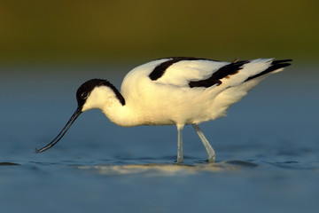Pied Avocet, Recurvirostra avosetta, black and white wader bird in blue water, submerged head, France