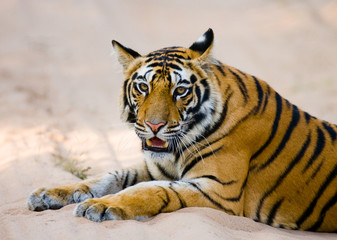 Wild Bengal Tiger lying on the road in the jungle. India. Bandhavgarh National Park. Madhya Pradesh. An excellent illustration.