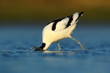 Pied Avocet, Recurvirostra avosetta, black and white in the green grass, France