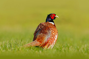 Common Pheasant, bird with long tail on the green grass meadow, animal in the nature habitat, Czech Republic