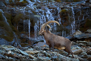 Antler Alpine Ibex, Capra ibex ibex, with mountain waterfall and rocks and water in background, National Park Gran Paradiso, Italy