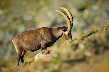 Antler Alpine Ibex, Capra ibex ibex, with rocks in background, National Park Gran Paradiso, Italy