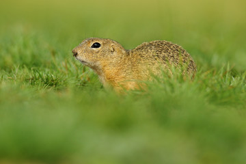 Naklejka na ściany i meble European Ground Squirrel, Spermophilus citellus, sitting in the green grass during summer, Czech