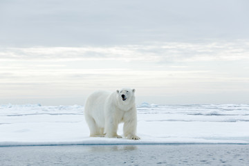 Grote ijsbeer op drijfijsrand met sneeuw een water in Arctic Svalbard
