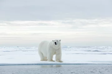 Wall murals Icebear Big polar bear on drift ice edge with snow a water in Arctic Svalbard