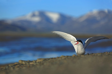 Fototapeta premium White bird with black cap, Arctic Tern, Sterna paradisaea, with Arctic landscape in background, Svalbard, Norway