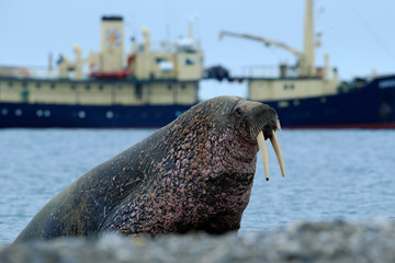 The walrus, Odobenus rosmarus, stick out from blue water on pebble beach, blurred boat in...