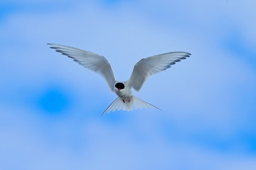 Arctic Tern in flight, Sterna paradisaea, white bird with black cap, blue sky with white clouds in background, Svalbard, Norway
