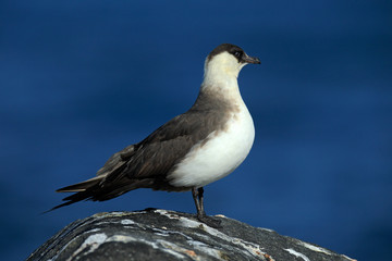  Marine bird Arctic Skua, Stercorarius parasiticus, sitting on stone with dark blue sea at backgrond, Svalbard
