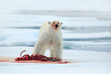 Polar bear on drift ice with snow feeding bloody kill seal, skeleton and blood, Svalbard, Norway, white big animal in the nature habitat, food in the ice