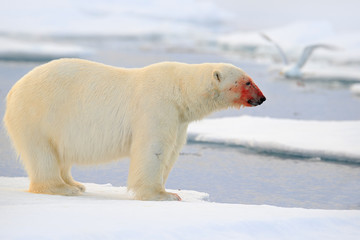 Obraz na płótnie Canvas Polar bear, dangerous looking beast on the ice with snow, red blood in the face in north Russia