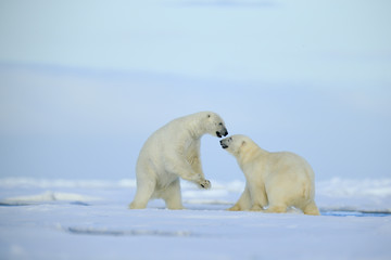 Couple polar bears fighting on drift ice with snow and blue sky in Arctic Svalbard