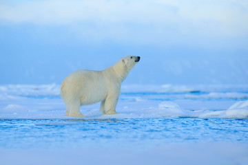 Naklejka na ściany i meble Polar bear, dangerous looking beast on the ice with snow in north Russia, nature habitat