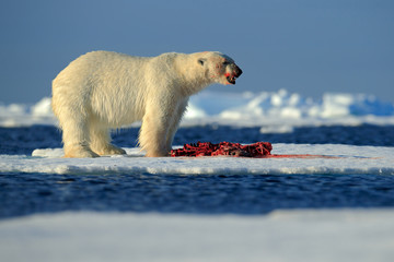 Obraz premium White polar bear on drift ice with snow feeding kill seal, skeleton and blood, Svalbard, Norway