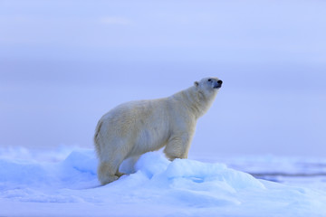 Big polar bear on drift ice with snow, blurred sky in background, Svalbard, Norway © ondrejprosicky